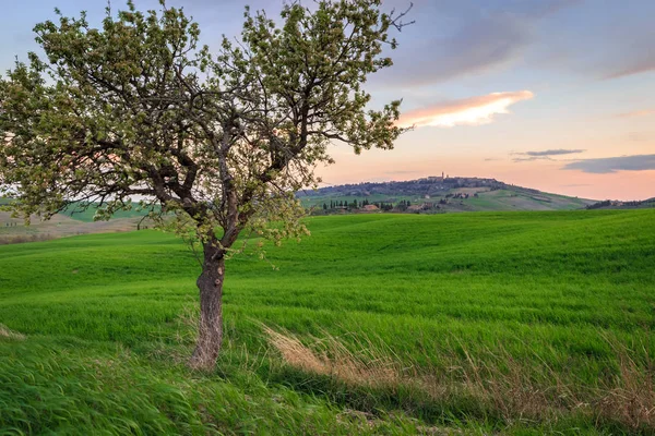 Αγροτική Σκηνή Δέντρο Πράσινο Χωράφι Σιτάρι Κάτω Από Ηλιοβασίλεμα Στην — Φωτογραφία Αρχείου