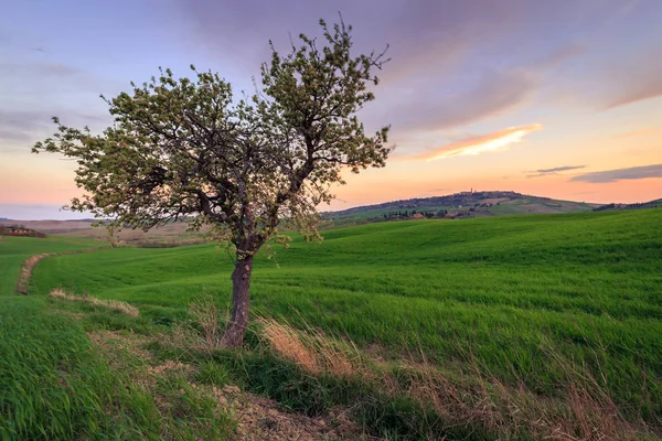 Escena Rural Con Árbol Campo Verde Campo Trigo Bajo Cielo — Foto de Stock