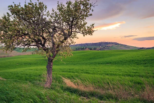 Escena Rural Con Árbol Campo Verde Campo Trigo Bajo Cielo — Foto de Stock