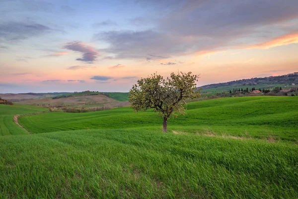 Cena Rural Com Árvore Campo Verde Campo Trigo Sob Céu — Fotografia de Stock