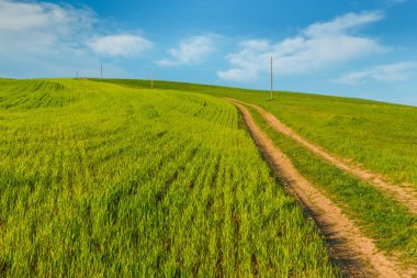 Toskana, Italya mavi gökyüzü altında yeşil kırsal buğday alanı ve yol ile kırsal sahne