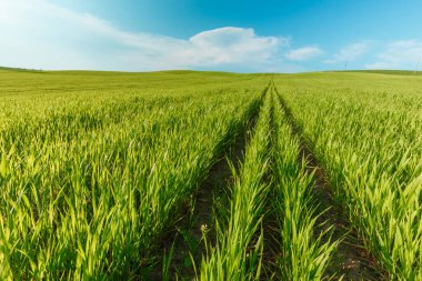 Toskana, Italya mavi gökyüzü altında yeşil kırsal buğday alanı ile kırsal sahne