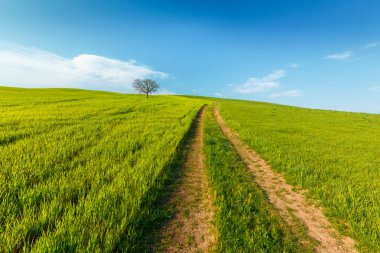 Toskana, Italya mavi gökyüzü altında yeşil kırsal buğday alanı ve yol ile kırsal sahne