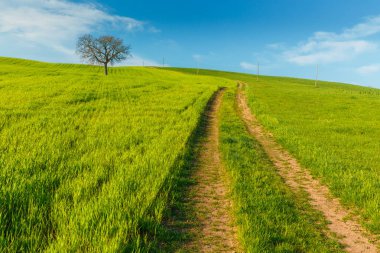 Toskana, Italya mavi gökyüzü altında yeşil kırsal buğday alanı ve yol ile kırsal sahne