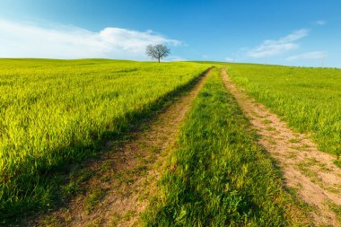 Toskana, Italya mavi gökyüzü altında yeşil kırsal buğday alanı ve yol ile kırsal sahne