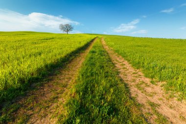 Toskana, Italya mavi gökyüzü altında yeşil kırsal buğday alanı ve yol ile kırsal sahne