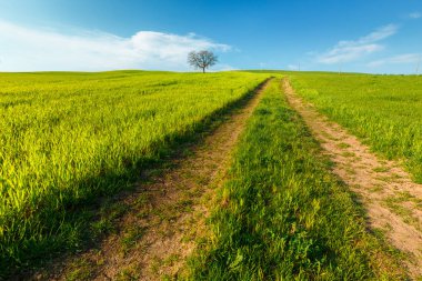 Toskana, Italya mavi gökyüzü altında yeşil kırsal buğday alanı ve yol ile kırsal sahne