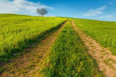 Toskana, Italya mavi gökyüzü altında yeşil kırsal buğday alanı ve yol ile kırsal sahne