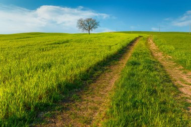 Toskana, Italya mavi gökyüzü altında yeşil kırsal buğday alanı ve yol ile kırsal sahne