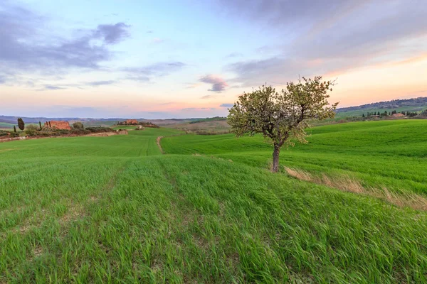 Cena Rural Com Árvore Campo Verde Campo Trigo Sob Céu — Fotografia de Stock