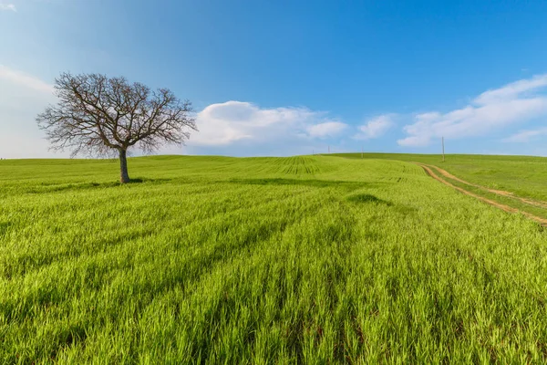 意大利托斯卡纳 在蓝天下 绿色乡村麦田和道路的乡村场景 — 图库照片