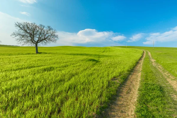 Ländliche Szenerie Mit Grünen Weizenfeldern Und Straßen Unter Blauem Himmel — Stockfoto