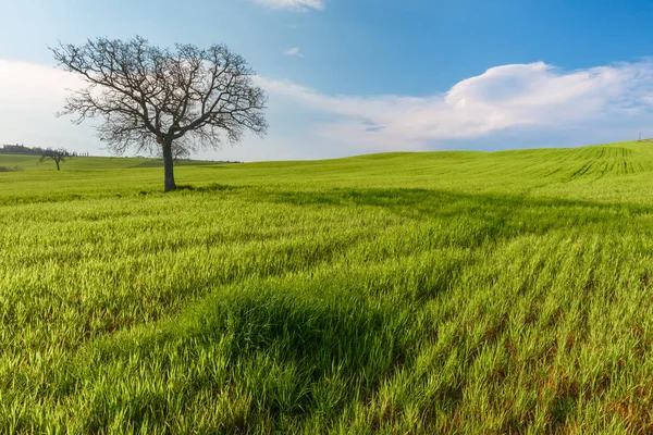 Ländliche Szenerie Mit Grünen Weizenfeldern Und Bäumen Unter Blauem Himmel — Stockfoto