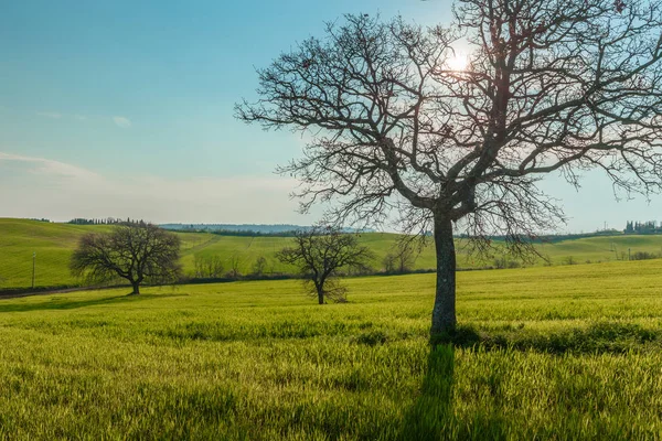 Scena Wiejska Zielonym Ogrodem Krajobrazowy Pole Pszenicy Pod Słońcem Błękitnym — Zdjęcie stockowe