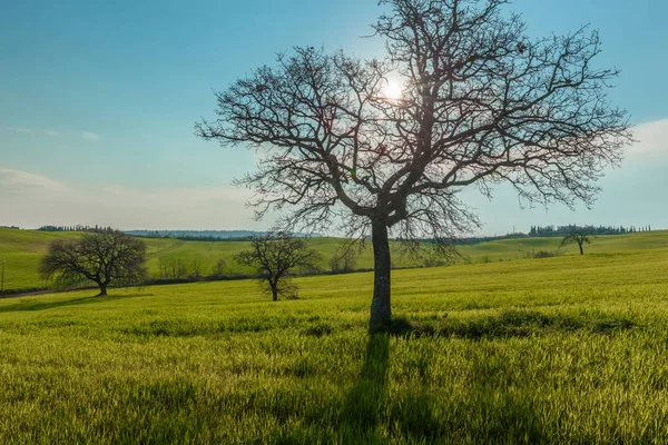 Ländliche Szenerie Mit Grünem Garten Und Weizenfeld Unter Sonne Und — Stockfoto