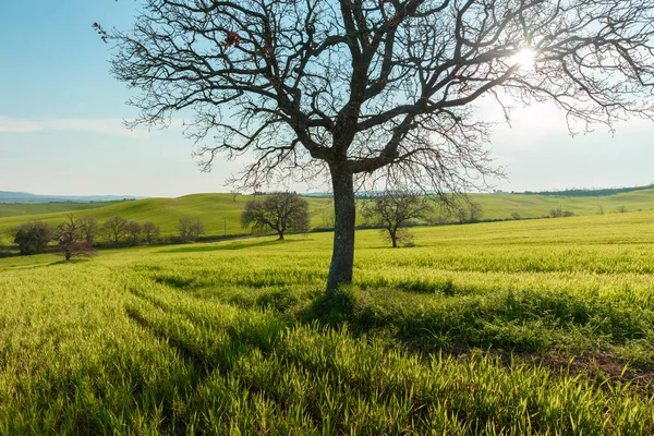 意大利托斯卡纳 在蓝天下 有绿色乡村花园和阳光下麦田的乡村场景 — 图库照片
