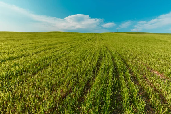 Ländliche Szenerie Mit Grünen Weizenfeldern Unter Blauem Himmel Der Toskana — Stockfoto