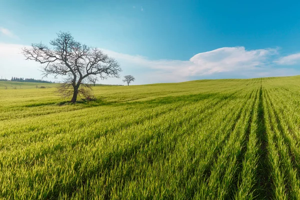 意大利托斯卡纳 在蓝天下 有绿色乡村树木和麦田的乡村场景 — 图库照片