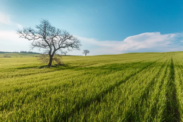 Ländliche Szenerie Mit Grünen Bäumen Und Weizenfeld Unter Blauem Himmel — Stockfoto