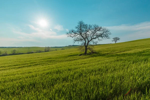 意大利托斯卡纳 在蓝天下 有绿色乡村花园和阳光下麦田的乡村场景 — 图库照片