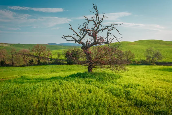Vidéki Jelenet Zöld Vidéki Kert Búza Mező Alatt Kék Toszkánában — Stock Fotó