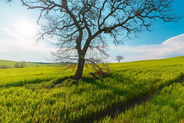 Scenario Rurale Con Verdi Alberi Campagna Campi Grano Sotto Cielo — Foto Stock