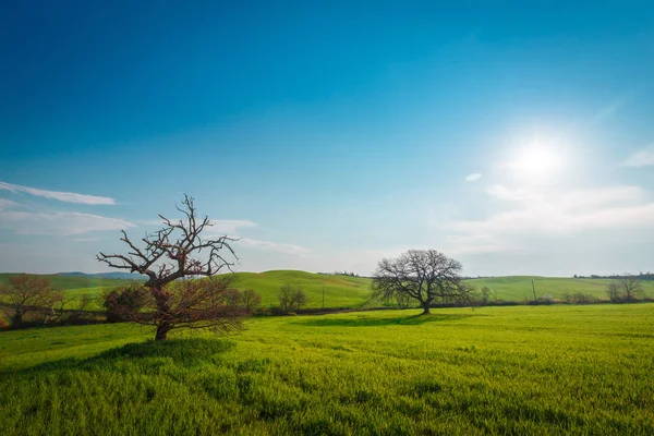 Ländliche Szenerie Mit Grünem Garten Und Weizenfeld Unter Sonne Und — Stockfoto