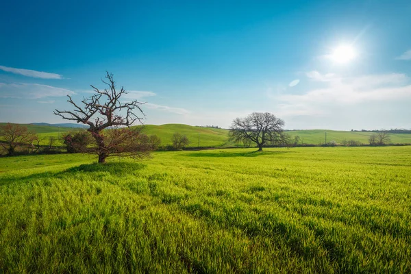 Rural scene with green countryside garden and wheat field under sun in blue sky in Tuscany, Italy