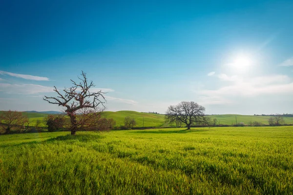 Scena Wiejska Zielonym Ogrodem Krajobrazowy Pole Pszenicy Pod Słońcem Błękitnym — Zdjęcie stockowe