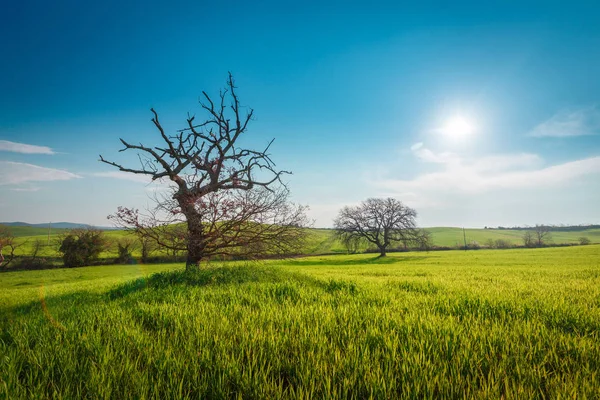 Toskana Italya Mavi Gökyüzünde Güneş Altında Yeşil Kırsal Bahçe Buğday — Stok fotoğraf