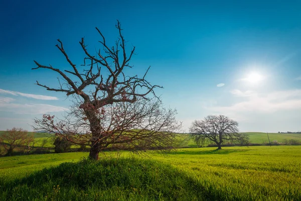 Cena Rural Com Jardim Verde Campo Trigo Sob Sol Céu — Fotografia de Stock