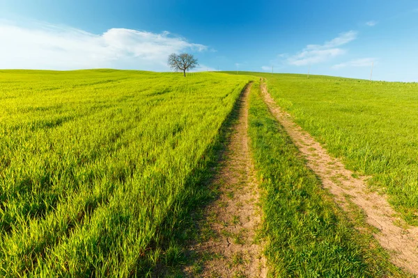 Ländliche Szenerie Mit Grünen Weizenfeldern Und Straßen Unter Blauem Himmel — Stockfoto