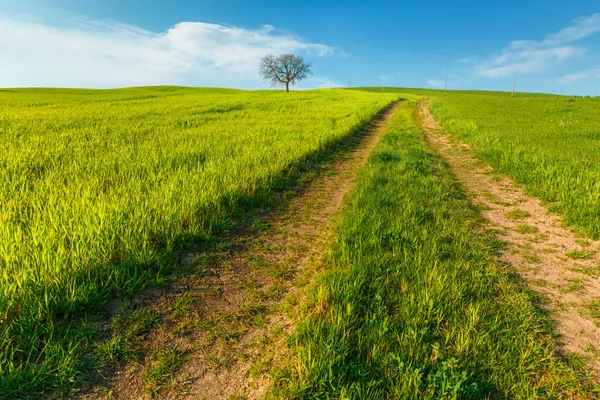 Toskana, Italya mavi gökyüzü altında yeşil kırsal buğday alanı ve yol ile kırsal sahne