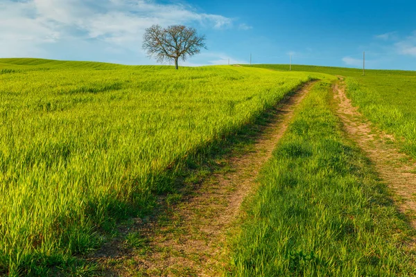 Rural scene with green countryside wheat field and road under blue sky in Tuscany, Italy