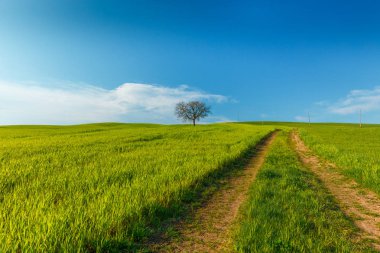 Toskana, Italya mavi gökyüzü altında yeşil kırsal buğday alanı ve yol ile kırsal sahne