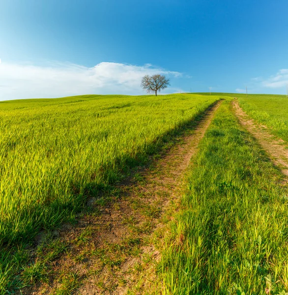 Ländliche Szenerie Mit Grünen Weizenfeldern Und Straßen Unter Blauem Himmel — Stockfoto