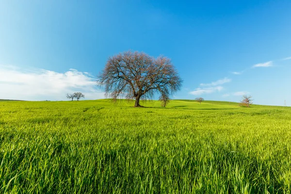 Cena Rural Com Campo Verde Trigo Rural Árvores Sob Céu — Fotografia de Stock