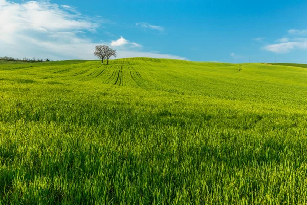 Rural scene with green countryside wheat field and trees under blue sky in Tuscany, Italy