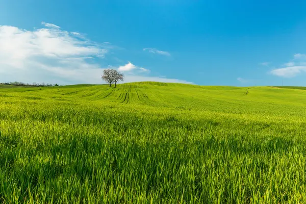 Ländliche Szenerie Mit Grünen Weizenfeldern Und Bäumen Unter Blauem Himmel — Stockfoto