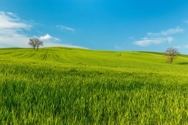 意大利托斯卡纳 在蓝天下 绿色乡村麦田和树木的乡村场景 — 图库照片