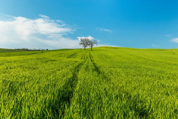 Ländliche Szenerie Mit Grünen Weizenfeldern Und Bäumen Unter Blauem Himmel — Stockfoto