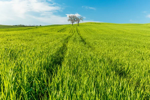 Ländliche Szenerie Mit Grünen Weizenfeldern Und Bäumen Unter Blauem Himmel — Stockfoto