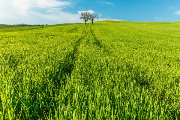 Ländliche Szenerie Mit Grünen Weizenfeldern Und Bäumen Unter Blauem Himmel — Stockfoto