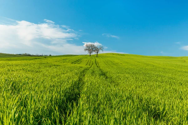 Ländliche Szenerie Mit Grünen Weizenfeldern Und Bäumen Unter Blauem Himmel — Stockfoto