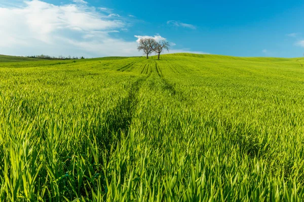 Ländliche Szenerie Mit Grünen Weizenfeldern Und Bäumen Unter Blauem Himmel — Stockfoto