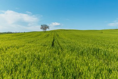 Toskana, Italya mavi gökyüzü altında yeşil kırsal buğday alanı ve ağaçlar ile kırsal sahne