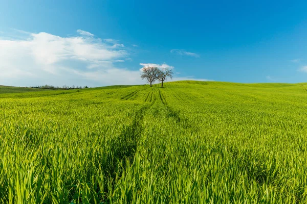 Ländliche Szenerie Mit Grünen Weizenfeldern Und Bäumen Unter Blauem Himmel — Stockfoto