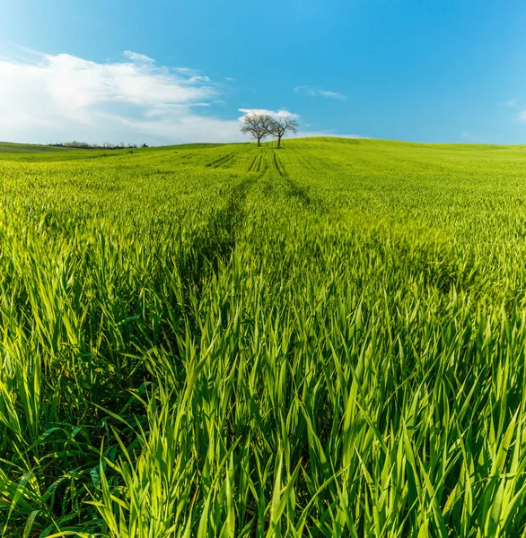 Ländliche Szenerie Mit Grünen Weizenfeldern Und Bäumen Unter Blauem Himmel — Stockfoto