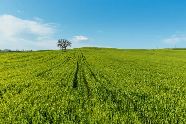 Ländliche Szenerie Mit Grünen Weizenfeldern Und Bäumen Unter Blauem Himmel — Stockfoto