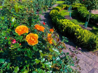 Moskova Kremlin bahçelerinde renkli çiçekler. Moskova, Rusya.